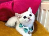 British Shorthair Erkek Yavrumuza Yuva Uyguna