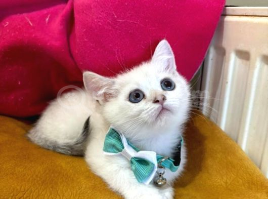 British Shorthair Erkek Yavrumuza Yuva Uyguna