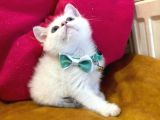 British Shorthair Erkek Yavrumuza Yuva Uyguna