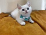 British Shorthair Erkek Yavrumuza Yuva Uyguna