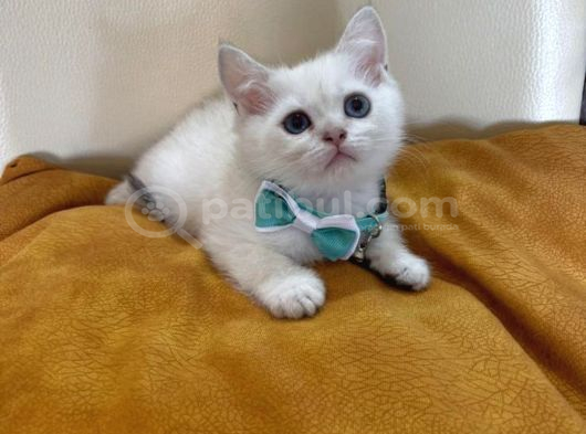British Shorthair Erkek Yavrumuza Yuva Uyguna görsel