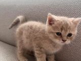 Ev Ortamında Büyüyen Golden-Kahve British Erkek Yavru
