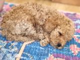 45 Günlük Safkan Toy Poodle