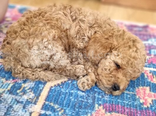 45 Günlük Safkan Toy Poodle görsel