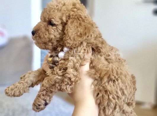 45 Günlük Safkan Toy Poodle görsel