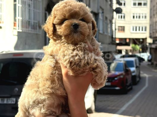 Muhteşem Kore Malti̇poo Yavrulari görsel