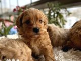 Safkan maltipoo yavruları yeni yuvasını arıyor
