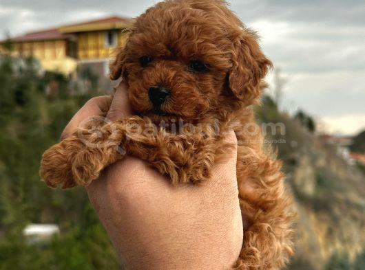 Poodle Red  Yavrularımız Yeni Yuvasını Arıyorlar görsel