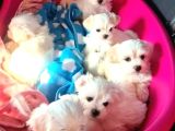 A Kalite Maltese Bebeklerimiz
