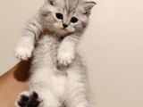 British shorthair güzel yavru kediler