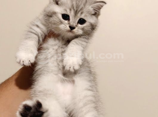 British Shorthair Güzel Yavru Kediler