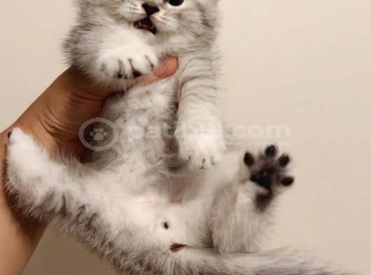 British Shorthair Güzel Yavru Kediler görsel