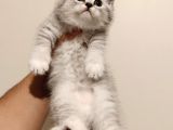 British Shorthair Güzel Yavru Kediler
