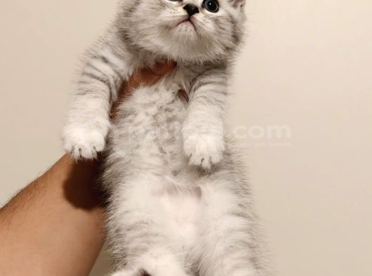 British Shorthair Güzel Yavru Kediler görsel
