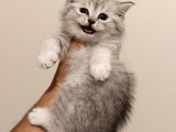 British Shorthair Güzel Yavru Kediler