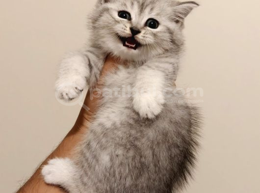 British Shorthair Güzel Yavru Kediler görsel