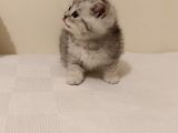 British Shorthair Güzel Yavru Kediler