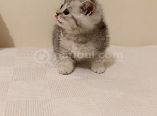 British Shorthair Güzel Yavru Kediler görsel