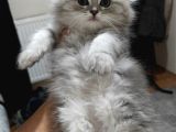 Scottish fold sevimli yavrulara bakmadan geçme