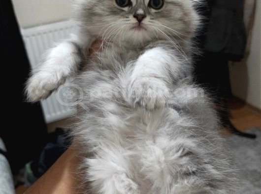 Scottish Fold Sevimli Yavrulara Bakmadan Geçme