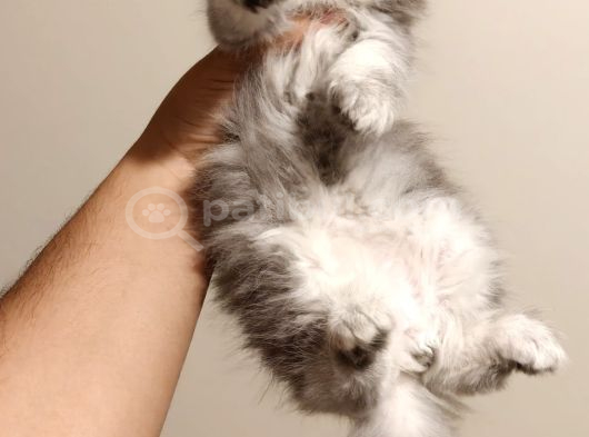 Scottish Fold Sevimli Yavrulara Bakmadan Geçme görsel