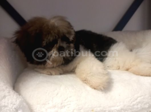 A Kalite Shihtzu Bebegimiz Son Yavrum görsel