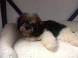 A Kalite Shihtzu Bebegimiz