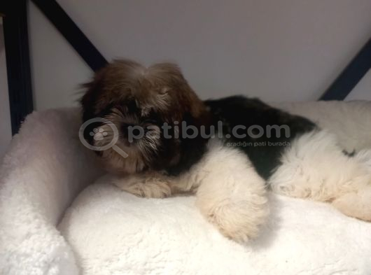 A Kalite Shihtzu Bebegimiz görsel