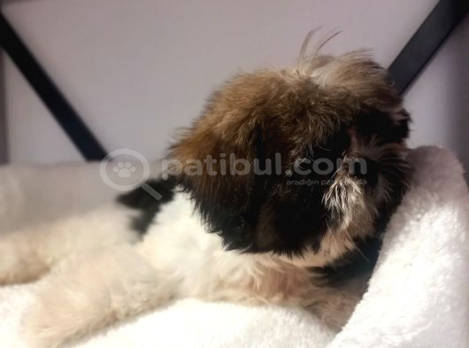 A Kalite Shihtzu Bebegimiz görsel
