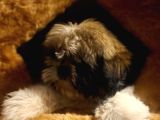 A kalite shihtzu bebegimiz