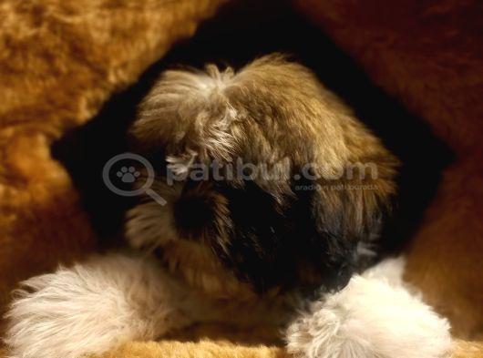 A Kalite Shihtzu Bebegimiz
