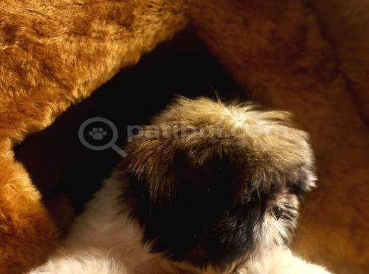 A Kalite Shihtzu Bebegimiz görsel