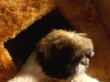 A kalite shihtzu bebegimiz son yavrum