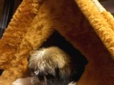 A Kalite Shihtzu Bebegimiz Son Yavrum