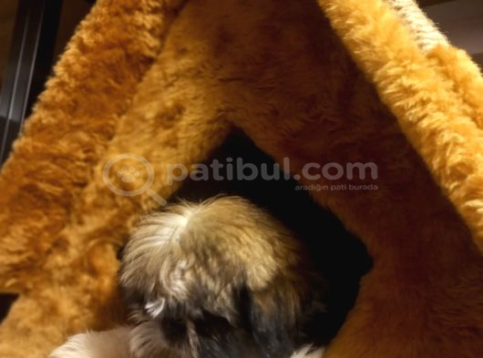 A Kalite Shihtzu Bebegimiz Son Yavrum görsel