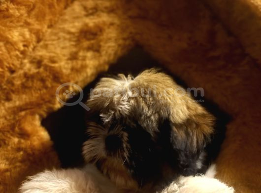 A Kalite Shihtzu Bebegimiz Son Yavrum görsel