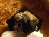 A Kalite Shihtzu Bebegimiz