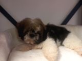 A Kalite Shihtzu Bebegimiz Son Yavrum