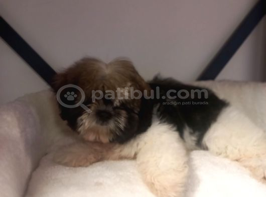 A Kalite Shihtzu Bebegimiz Son Yavrum görsel