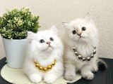 British Longhair Lynx Point uzun tüylü sevimli Yavrular
