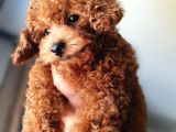 Teacup Kore Poodle Güzelliğim