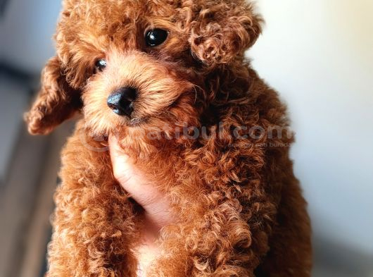 Teacup Kore Poodle Güzelliğim görsel