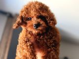 A Kalite Korepoodle Güzelliğim