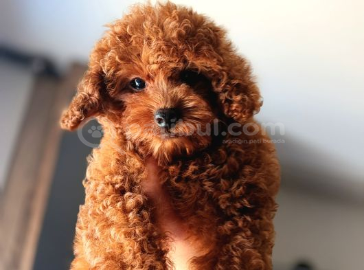 A Kalite Korepoodle Güzelliğim görsel