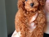 Teacup Kore Poodle Güzelliğim