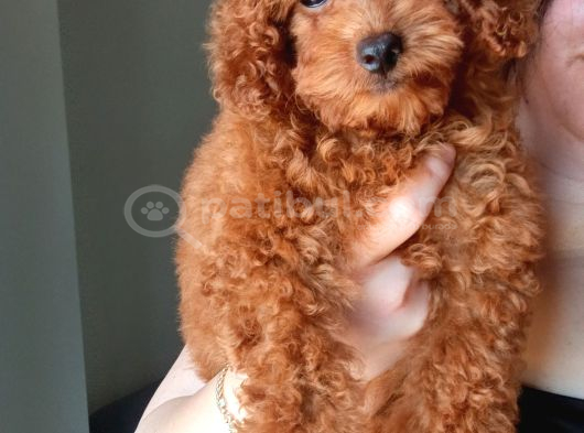 Teacup Kore Poodle Güzelliğim görsel