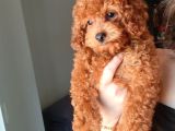 A Kalite Korepoodle Güzelliğim