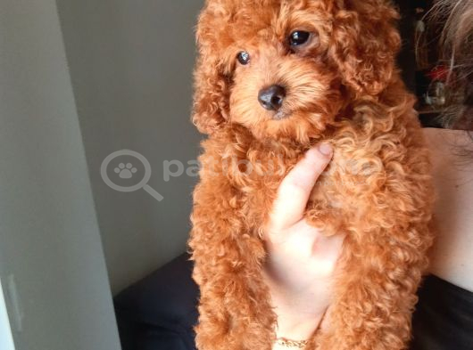 A Kalite Korepoodle Güzelliğim görsel