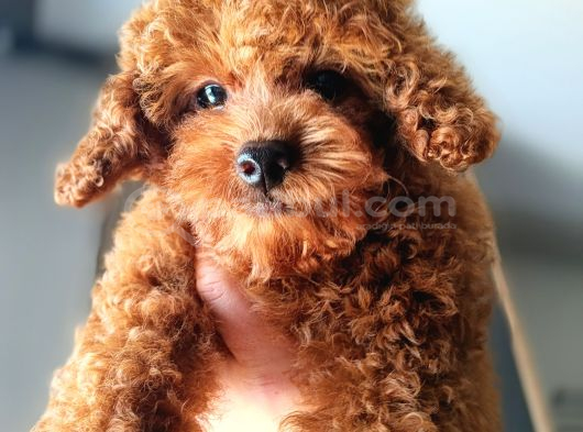 A Kalite Korepoodle Güzelliğim görsel