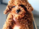 Teacup Kore Poodle Güzelliğim